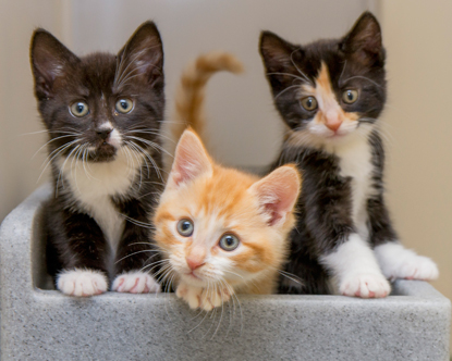 Meow! Blog | Cats Protection: Why do cats come in so many different