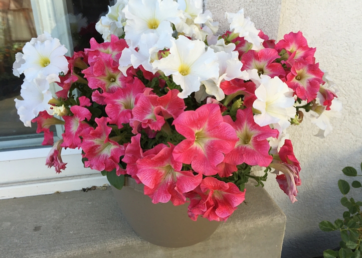 How To Grow Petunias THE JOY BLOG