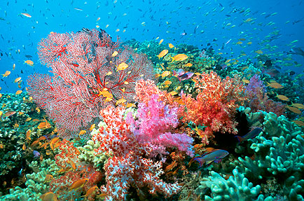 Marine Pollution Effect on Coral Reefs