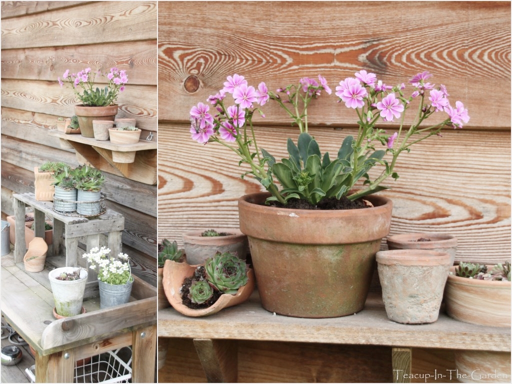 Teacup-In-The-Garden: von töpfen