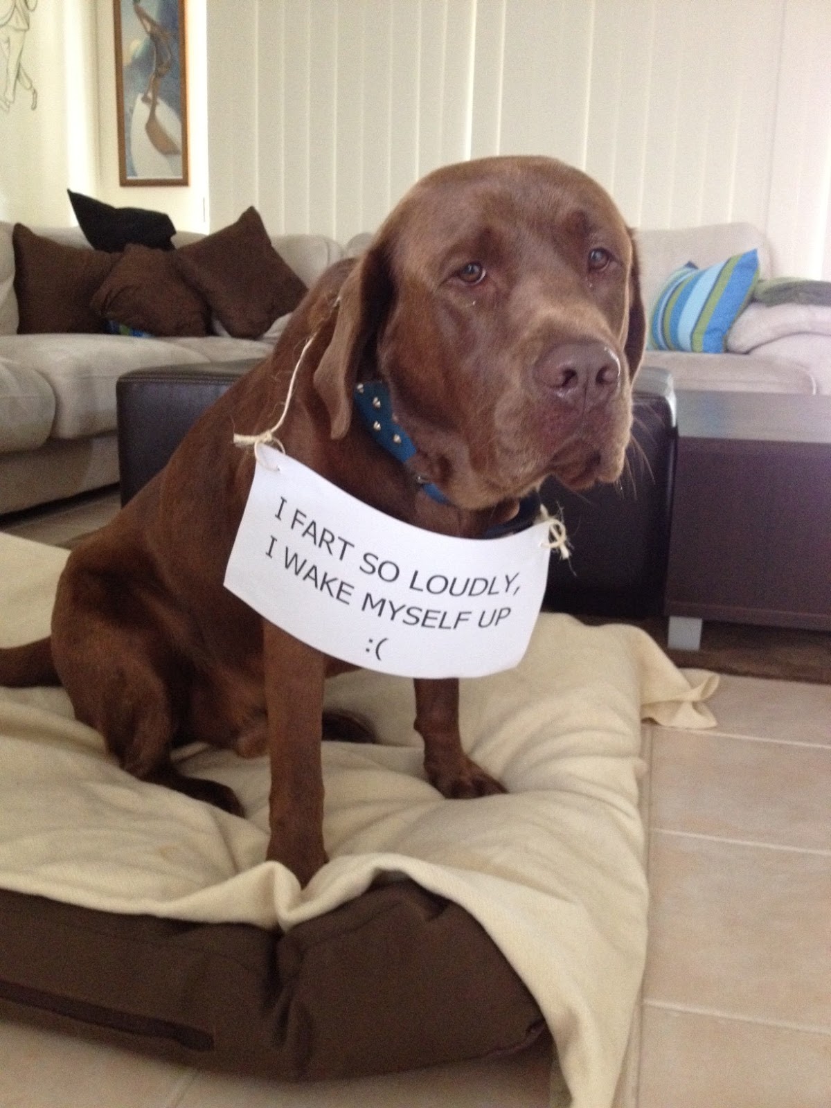Dog Fart Dog Fart