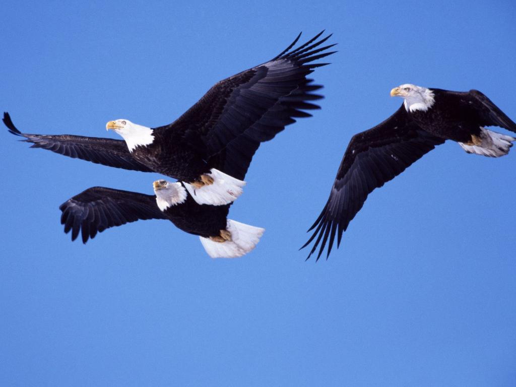 Pictures Blog: Bald Eagles Flying