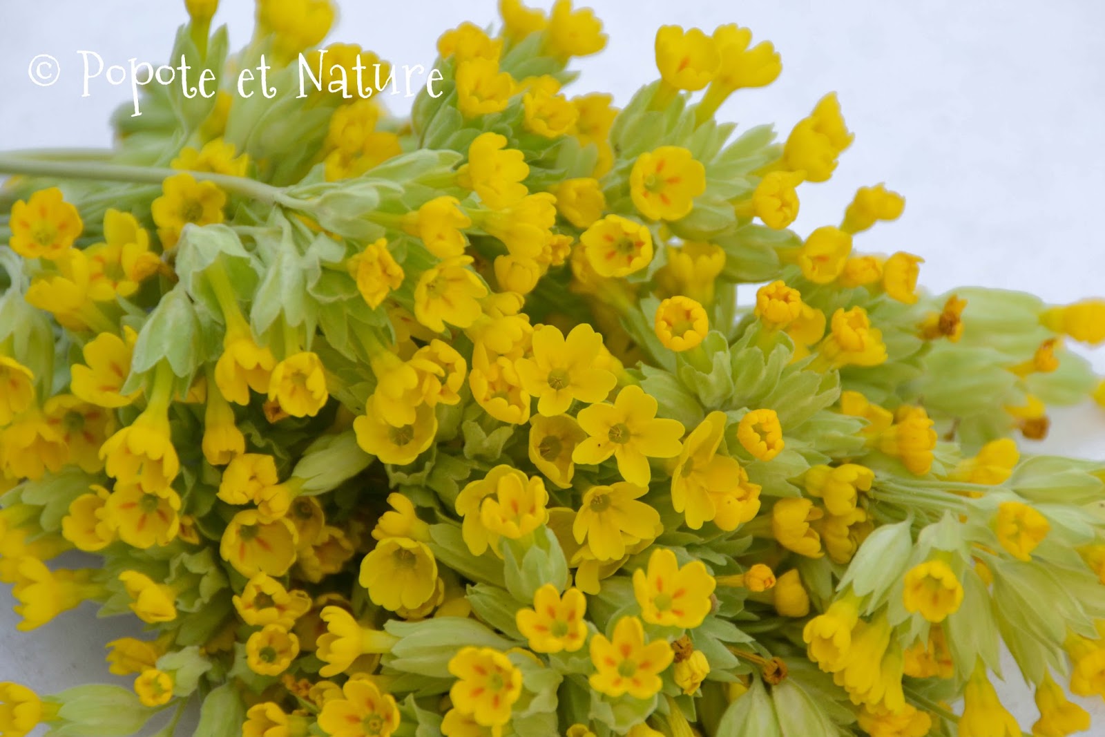 Popote Et Nature Limonade Aux Fleurs De Printemps Un Rafraichissement Original