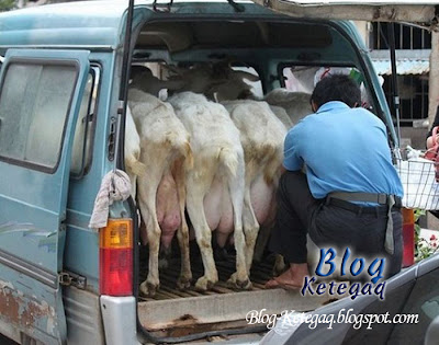 Cara menjual susu kambing di China