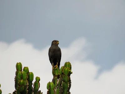 Verreaux's Eagle in Queen Elizabeth National Park in Uganda