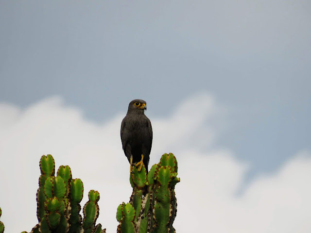 Verreaux's Eagle in Queen Elizabeth National Park in Uganda Verreaux's Eagle in Queen Elizabeth National Park in Uganda