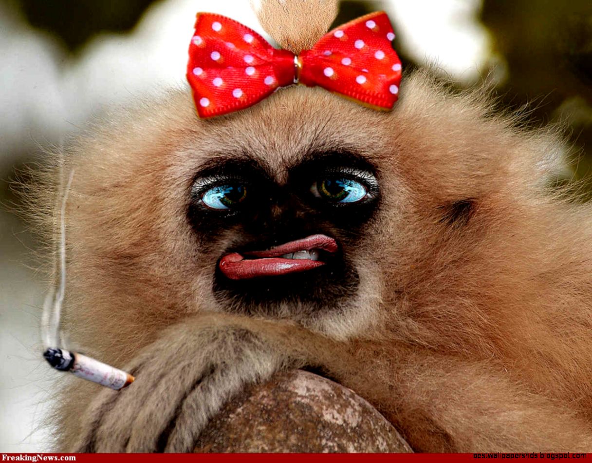 FunMozar – Funny Monkey