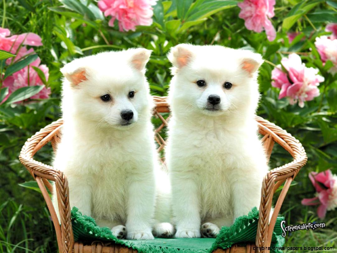 Homepage Dog Puppy Cute Puppies Wallpaper 11 Cute Dog Wallpaper