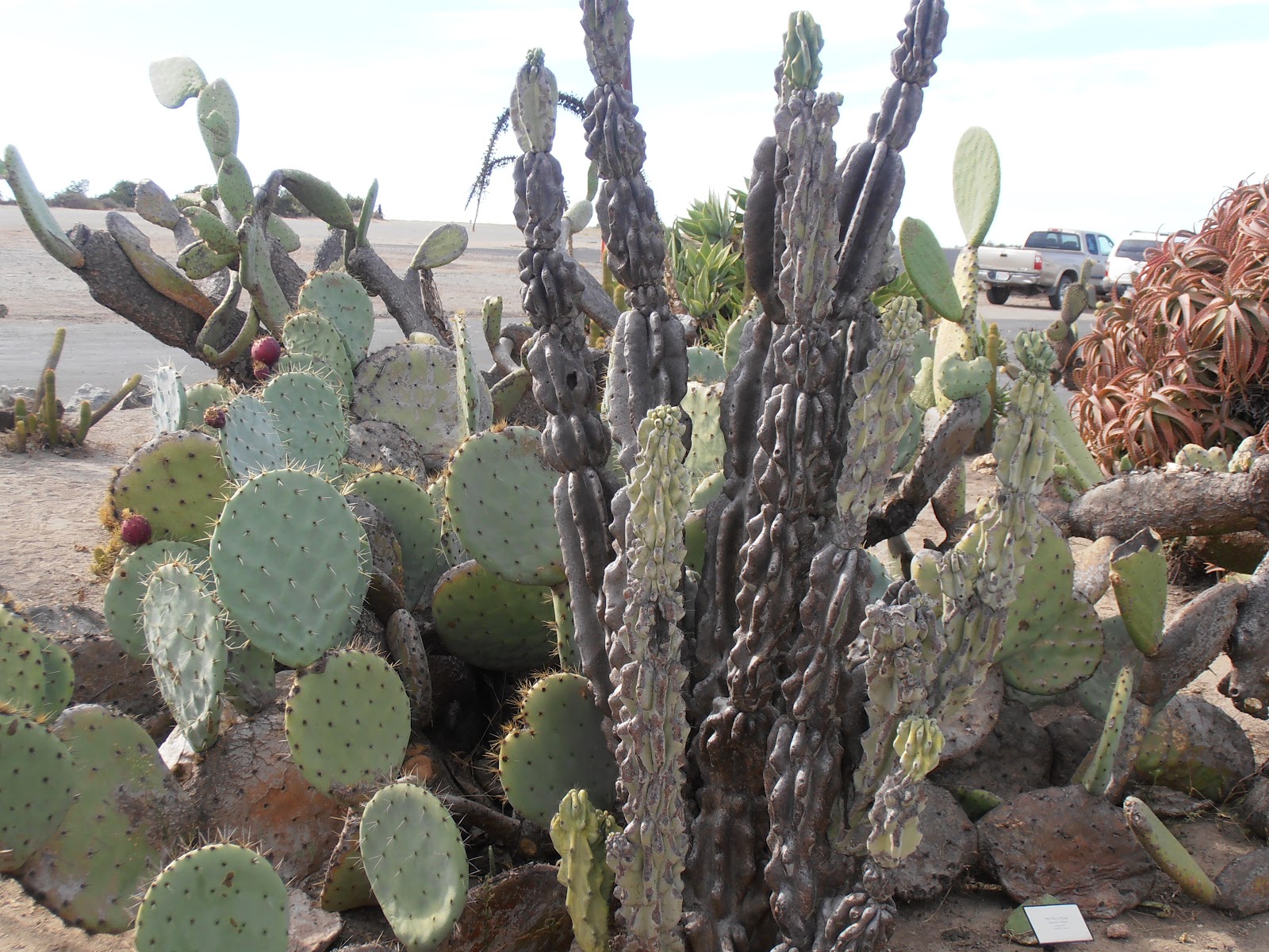 A Journey into the Past Who Owned Catalina Island?