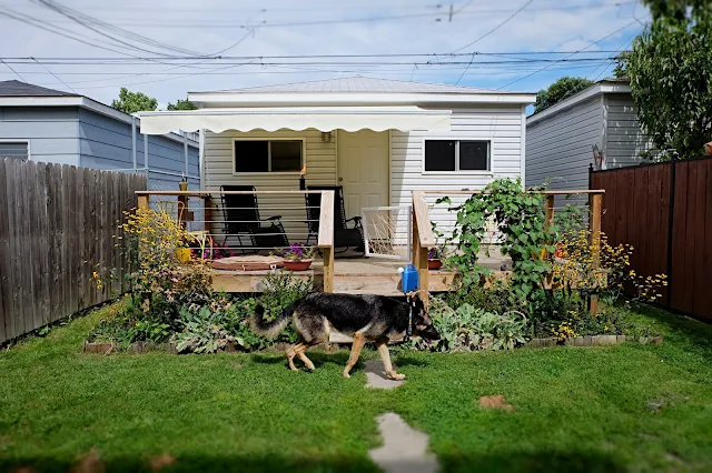 backyard landscaping plants growth new garden