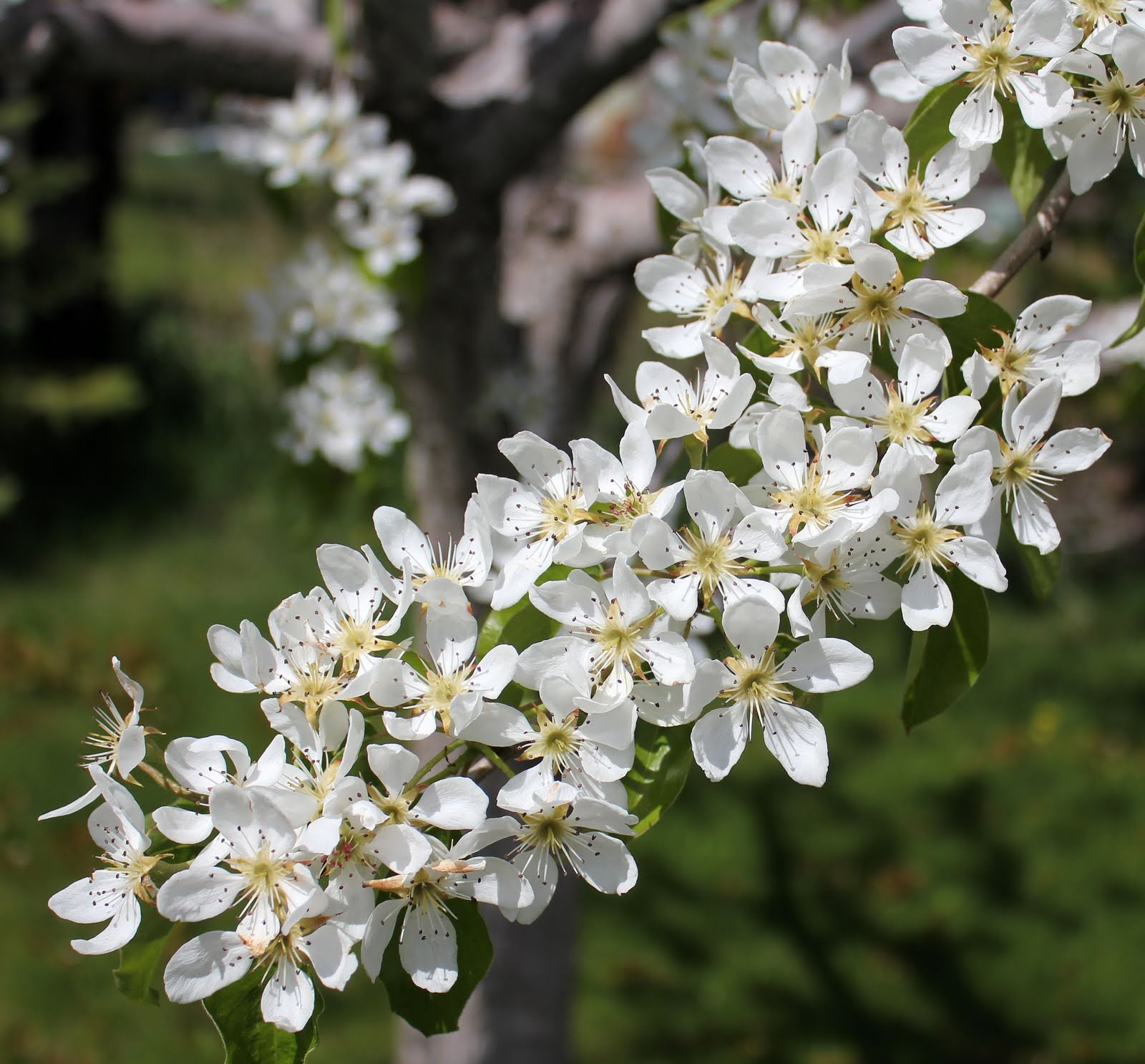 My Mountain Garden Gleanings Fruit Trees in Bloom