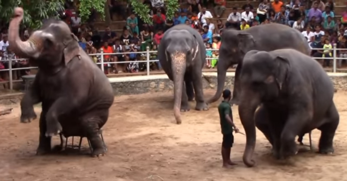 Elephants Dance At Dehiwala National Zoo (Sri Lanka) 1001Archives