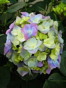 Light blue purple Hydrangea Macrophylla Allan Gardens Conservatory 2014 Easter Flower Show garden muses-not another Toronto gardening blog