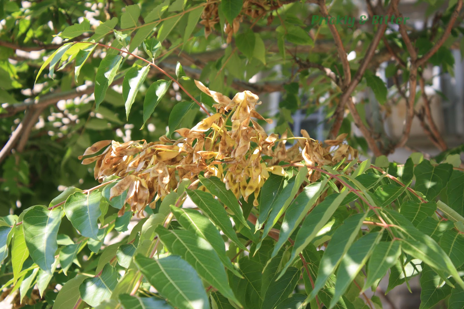 Prickly and Bitter The tree of anythingbutheaven