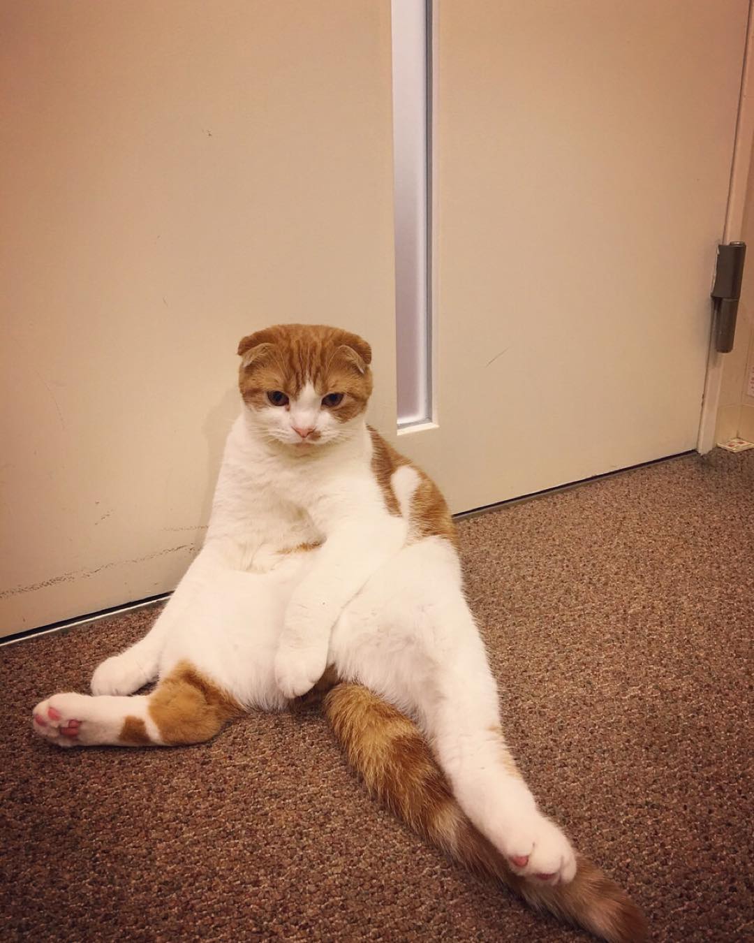 강지영네 고양이 인스타계정 팔로한 구하라 | 인스티즈