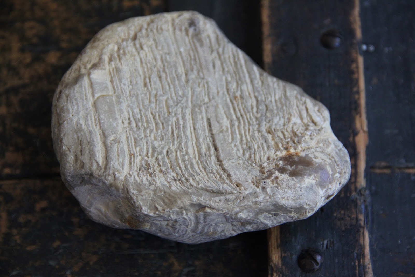 Fossiliferous: Whale Baleen Fossil