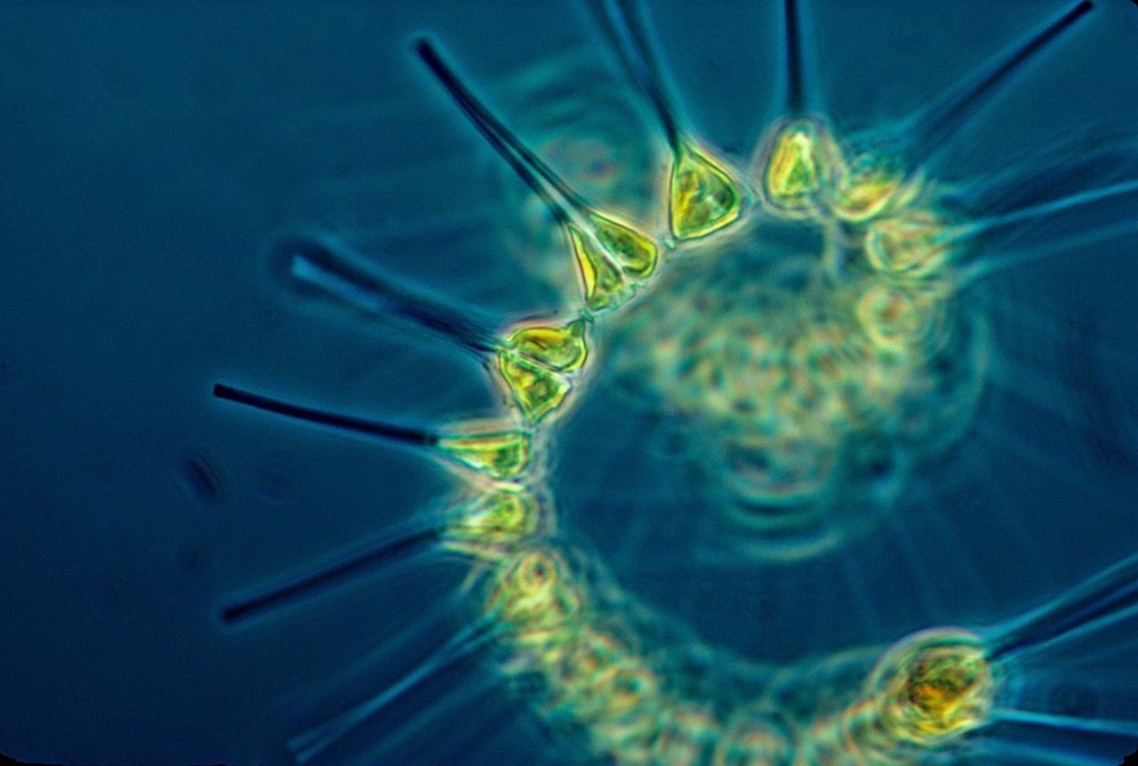Allison Lamplugh : Phytoplankton: Small in size, large in ...
