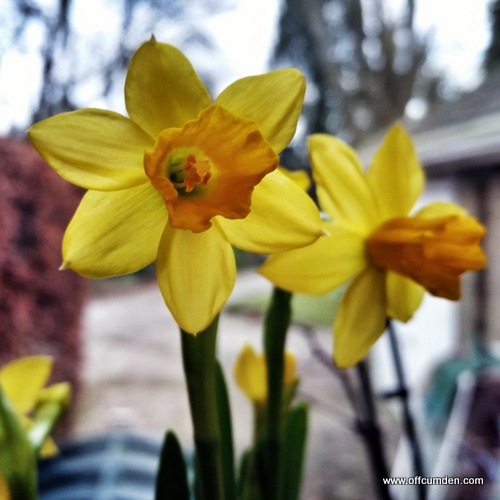 miniature daffodils