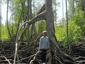 nama lain hutan mangrove adalah