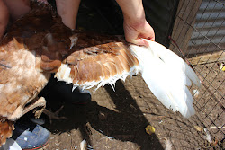 turkey wing clipping clip bird way