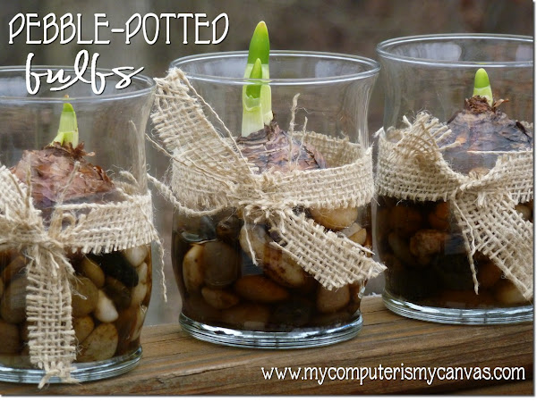 Pebble-Potted Bulbs for Spring
