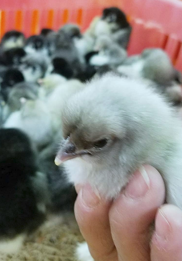 Baby Chick Supply List [printable!] Fresh Eggs Daily® with Lisa Steele