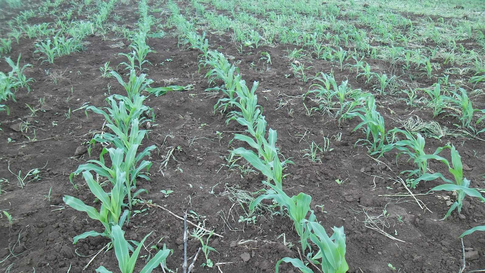 WAKULIMA WALETEWA MBOLEA YA RUZUKU...MAZAO YAO YAKIWA TAYARI KWA