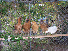 The Roosting Hens