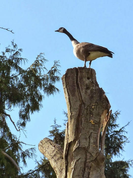 Springfield Plateau Goose in a Tree