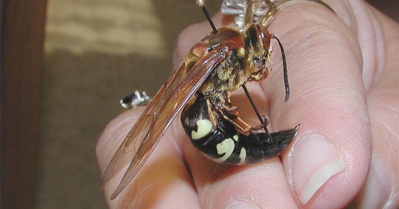 How to Get Rid of Hornets