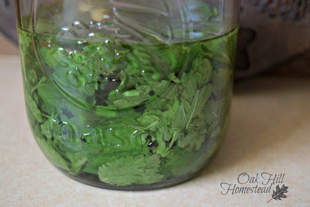 When Life Gives You Lemon Balm Make Lemonade! Oak Hill Homestead