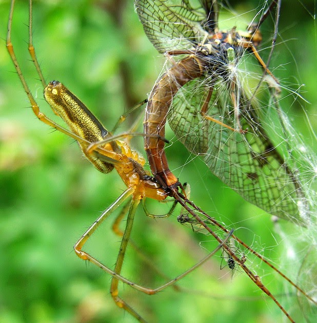 Caught In The  How Spiders Eat their Prey The Ark In Space