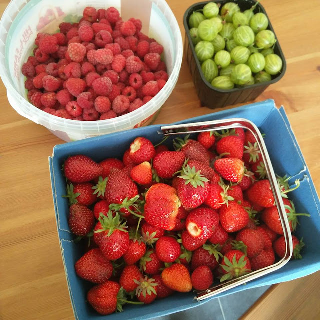 I picked strawberries, raspberries and gooseberries