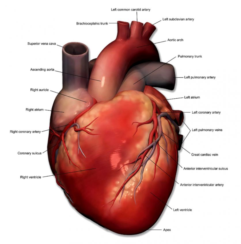Anterior View Of Human Heart Anatomy Photograph by Alayna Guza Anterior View Of Human Heart Anatomy Photograph by Alayna Guza