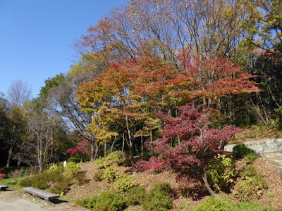 【大阪府枚方市】山田池公園・秋の紅葉ウォーキング