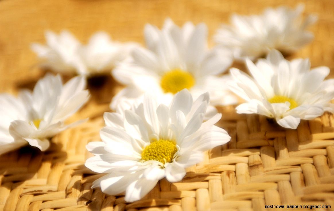Beautiful White Flower Hd Wallpaper  Wallpapers Gallery