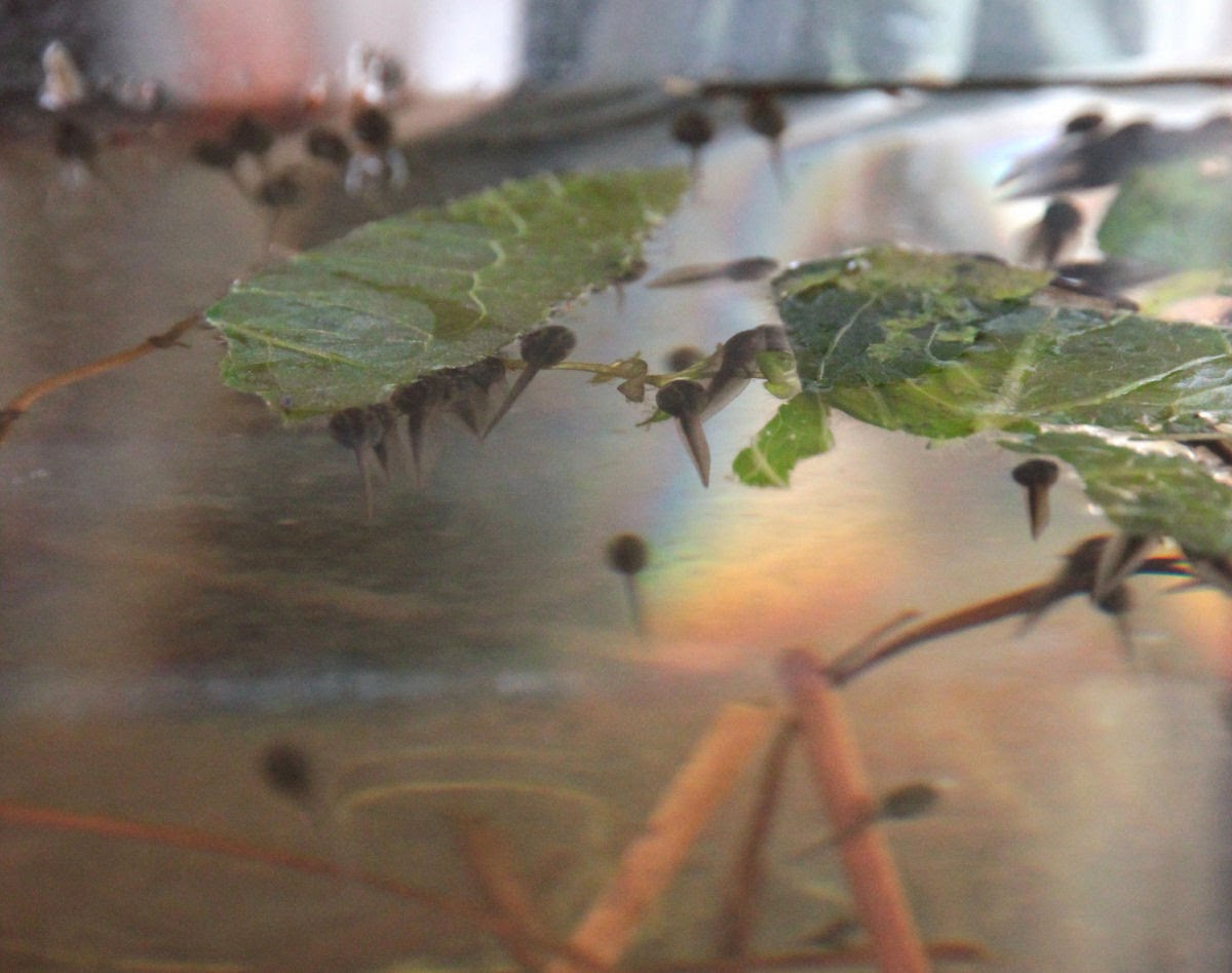 Rickshaw Unschooling Raising Tadpoles Red Legged Frogs in South