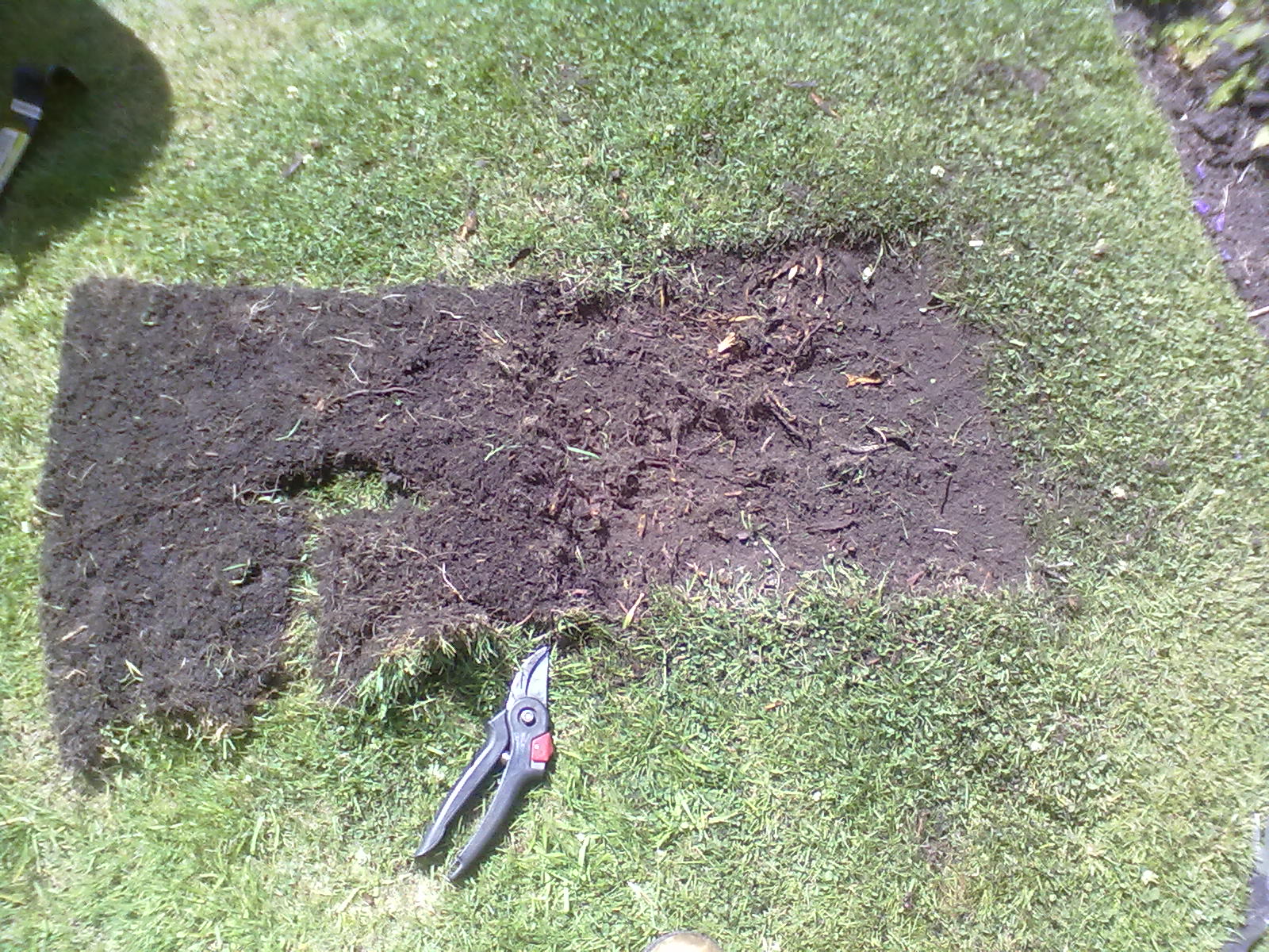 Rachel the Gardener How to deal with tree roots in the lawn