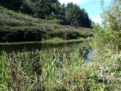 Yurok trail loop wetlands Crescent City CA Klamath River