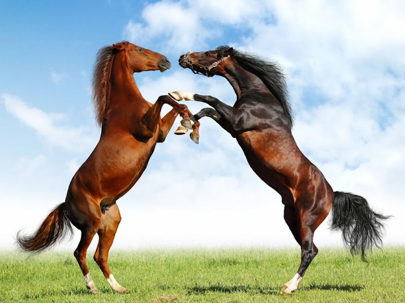 Wallpaper Magazines: Horse - Beautiful Desktop Wallpaers...