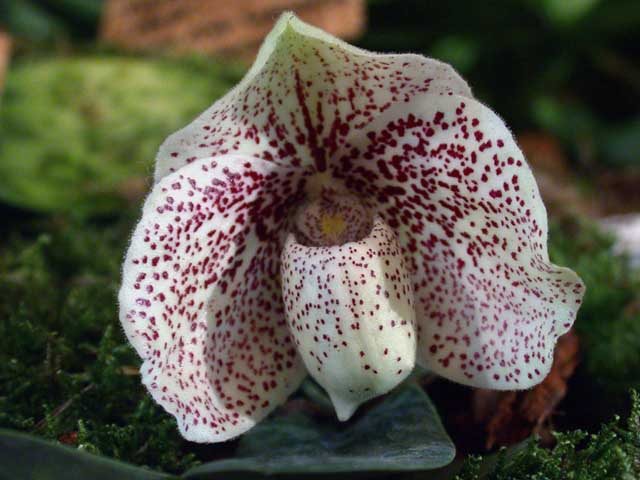 Orquídea Paphiopedilium godefroyae