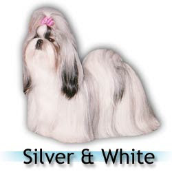 Shih tzu cor prata e branco