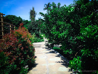 Fresh Tropical Garden View In A Sunny Morning At Tangguwisia Village, North Bali, Indonesia