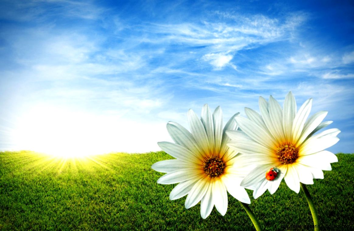 Some nice wallpapers free to download for personal use