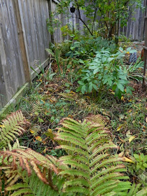Riverdale fall Toronto garden cleanup before Paul Jung Gardening Services 