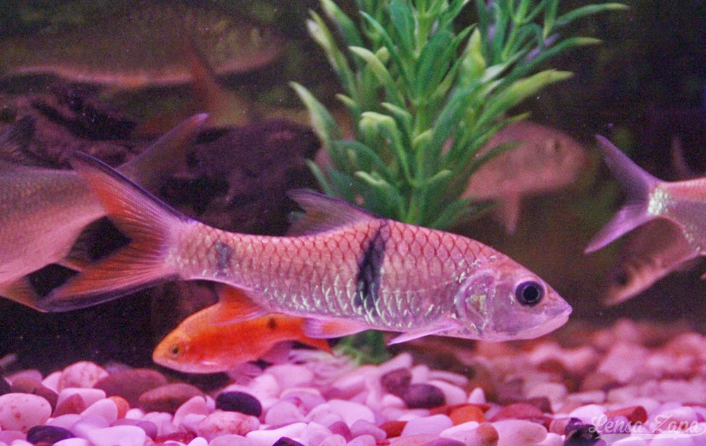 LENSA ZAPA: Ikan Kelah Merah, Sebarau, Jelawat, Krai Emas (Akuarium