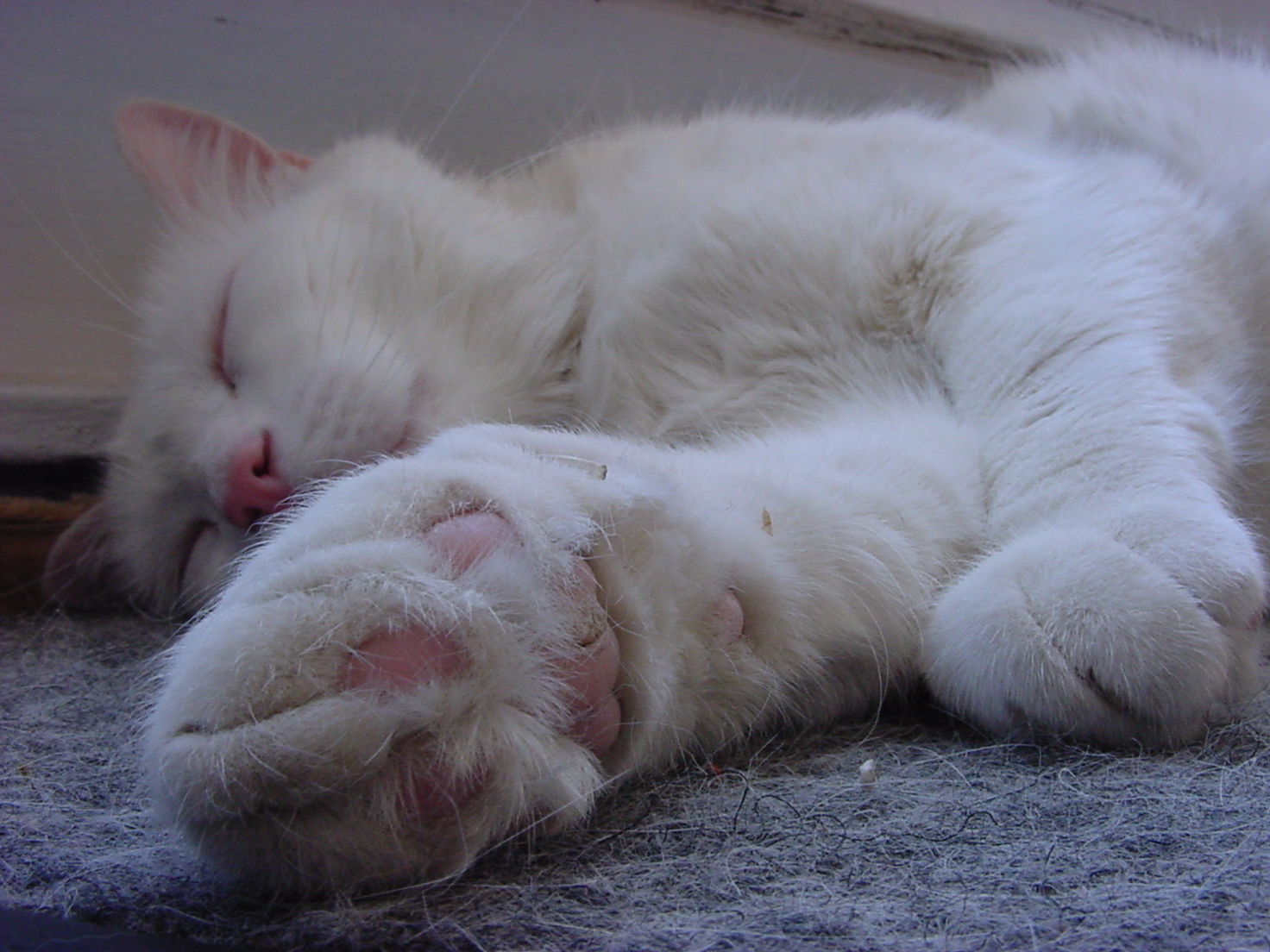 Do We Believe?: Analogy/ Homology On Dog's And Cat's Paw's