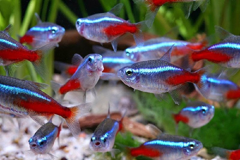 Gambar Neon Tetra - Teman Ikan Guppy