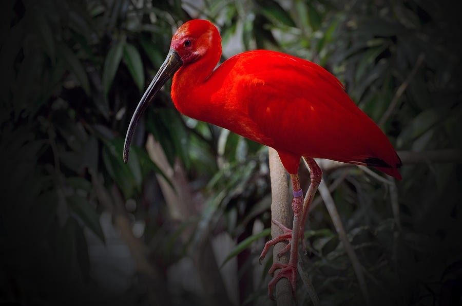 северный лысый ибис. птица лысый ибис. ибис птица синий. аистообразные ибисы\. краснощекий ибис.