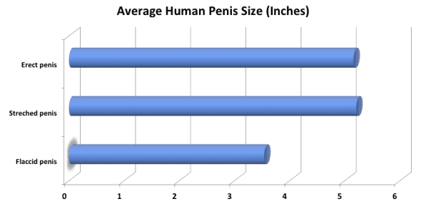 How Long Is The Average Human Penis 90